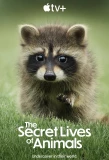 Poster for The Secret Lives of Animals