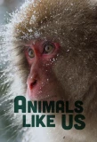 Poster for Animals Like Us