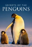 Poster for Secrets of the Penguins