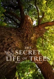 Poster for The Secret Life of Trees
