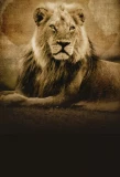Poster for Into the Pride Lands