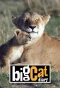 Poster for Big Cat Diary