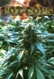 Poster for Pot Cops