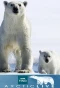 Poster for Arctic Live