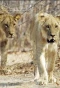 Poster for Lion Country: Night and Day