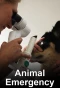Poster for Animal Emergency