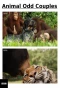 Poster for Animal Odd Couples