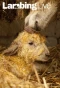 Poster for Lambing Live