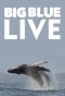 Poster for Big Blue Live
