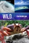Poster for Wild Caribbean
