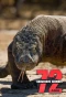 Poster for 72 Dangerous Animals: Asia