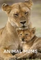 Poster for Animal Mums