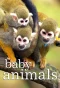 Poster for Baby Animals
