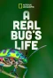 Poster for A Real Bug's Life
