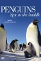 Poster for Penguins: Spy in the Huddle
