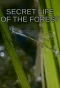 Poster for Secret Life of the Forest