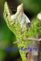 Poster for Wild Hunters