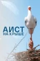Poster for Аист на крыше
