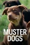 Poster for Muster Dogs