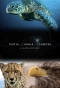 Poster for Turtle, Eagle, Cheetah: A Slow Odyssey