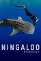 Poster for Ningaloo Nyinggulu