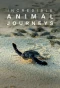 Poster for Incredible Animal Journeys