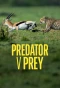 Poster for Predator vs Prey