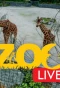 Poster for Zoo Live