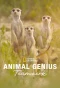 Poster for Animal Genius