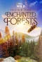 Poster for Inside the Enchanted Forests